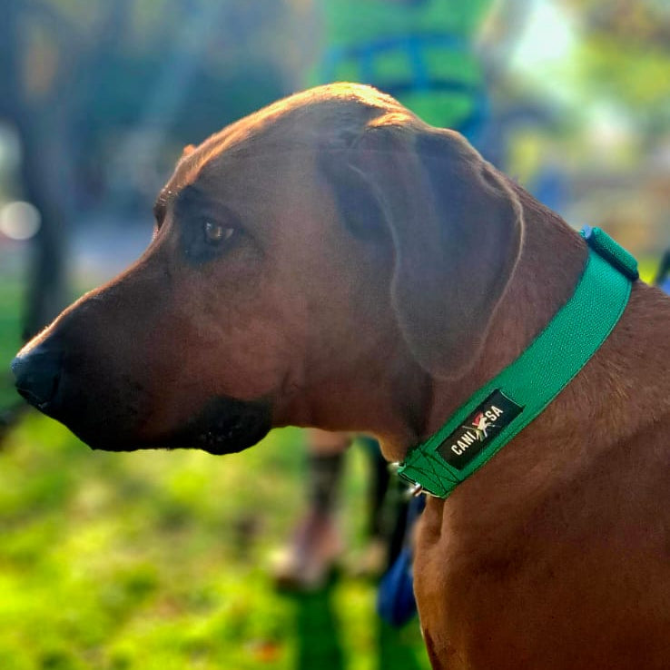 Dog Collar